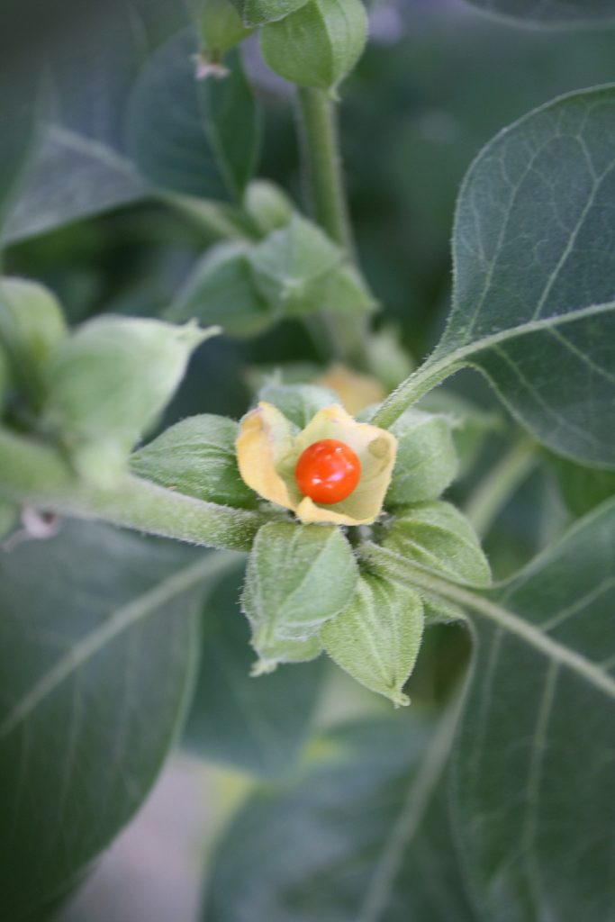 Ashwagandha the Wonder Root