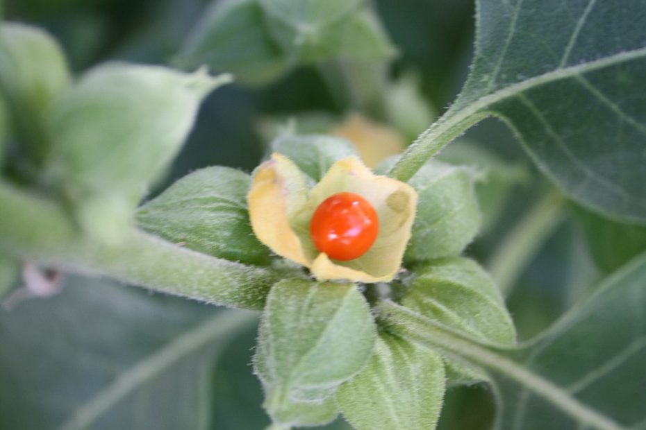 Ashwagandha the Wonder Root